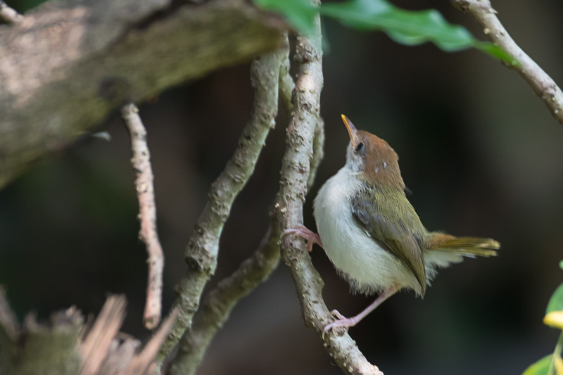 Langstaartsnijdervogel